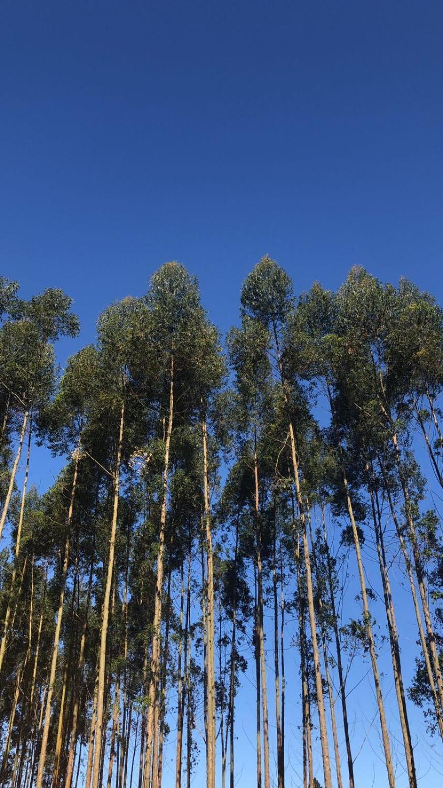 Pousada Vo Lica Com Piscina Penha  Buitenkant foto